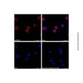Goat Anti-Human IgG (AF555)
