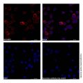 Goat Anti-Human IgG (AF647)