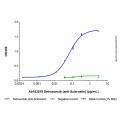 Setrusumab (anti-Sclerostin)
