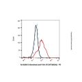 Orilanolimab (anti-FcRn (FCGRT&B2M))