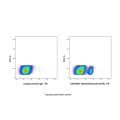 Obexelimab (anti-CD19)