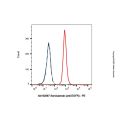 Serclutamab (anti-EGFR)