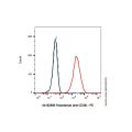 Felzartamab (anti-CD38)