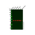 SGK2 Antibody