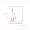 Enavatuzumab (anti-TWEAKR)