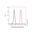 Matuzumab (anti-EGFR)