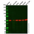 beta III Tubulin Mouse mAb