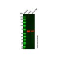Cytokeratin 9 Mouse mAb