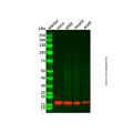Cyclophilin A Mouse mAb