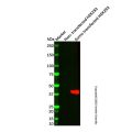 Sumo tag Mouse mAb