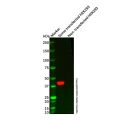 Sumo tag Mouse mAb