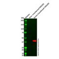 Sumo tag Mouse mAb