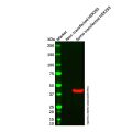 Sumo tag Mouse mAb