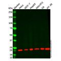 Cyclophilin B Mouse mAb