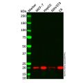 Cyclophilin B Mouse mAb