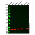 Cyclophilin B Mouse mAb