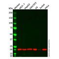 Cyclophilin B Mouse mAb