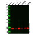 Cyclophilin B Mouse mAb