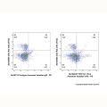 TCR Vγ1.1/Cr4 Armenian hamster mAb