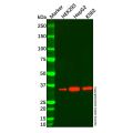 Nanog Mouse mAb