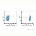 CD45 Rat mAb (Biotin)