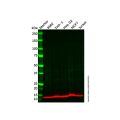 eIF1 Antibody