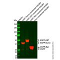 GFP/EGFP Mouse mAb
