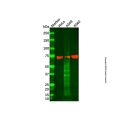 Hsp70 Mouse mAb