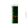 alpha-Smooth Muscle Actin Mouse mAb