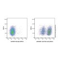 Rat IgG (AF647)