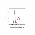 Rosopatamab (anti-PSMA)