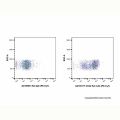 CD44 Rat mAb (PE-Cy7)