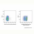 CD272/BTLA Armenian Hamster mAb (AF647)