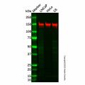 Recombinant KDM4B/JMJD2B Antibody