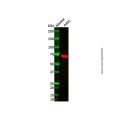 GBP6 Mouse mAb