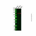 TUBGCP5 Antibody