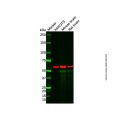 ZBTB18 Antibody