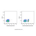CD45R Rat mAb (PerCP)