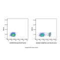 CD45R Rat mAb (PerCP-Cy5.5)