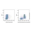 SIRP alpha/CD172a Rat mAb (AF647)