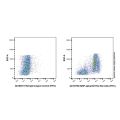 SIRP alpha/CD172a Rat mAb (FITC)
