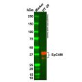 EpCAM Mouse mAb