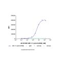 AB1-11 (anti-CLDN6)