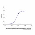 Fsn0503h (anti-Cathepsin S)