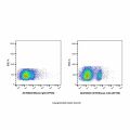 CD19 Mouse mAb (AF700)
