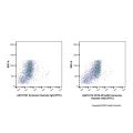 CD16.2/FcγRIV Armenian hamster mAb (FITC)