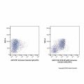 CD16.2/FcγRIV Armenian hamster mAb (APC)