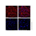 Goat Anti-Mouse IgG H&L (Cy3)