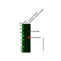Recombinant DYKDDDDK tag (Binds to Flag tag) Antibody