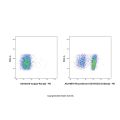 Recombinant CD16/CD32 Antibody